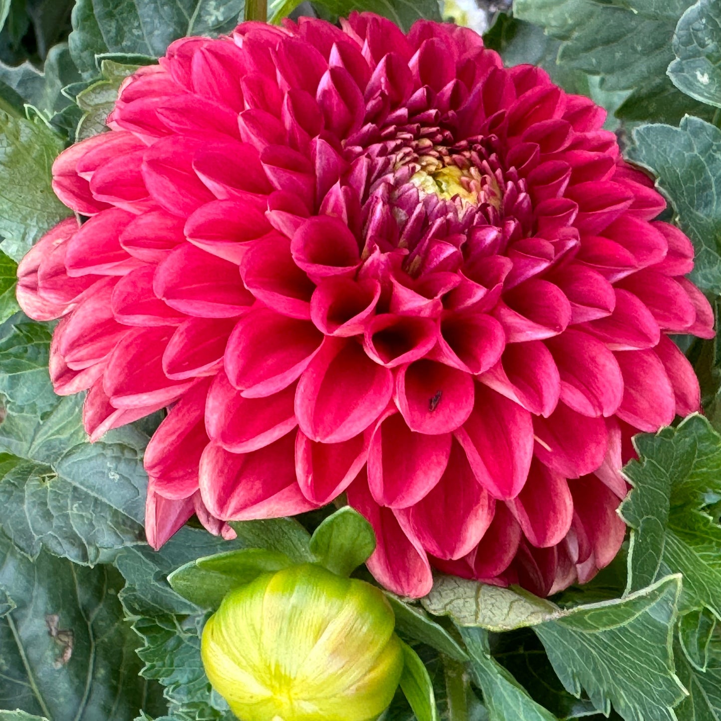 Cecil Dahlia