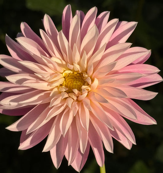 Alloway Candy Dahlia