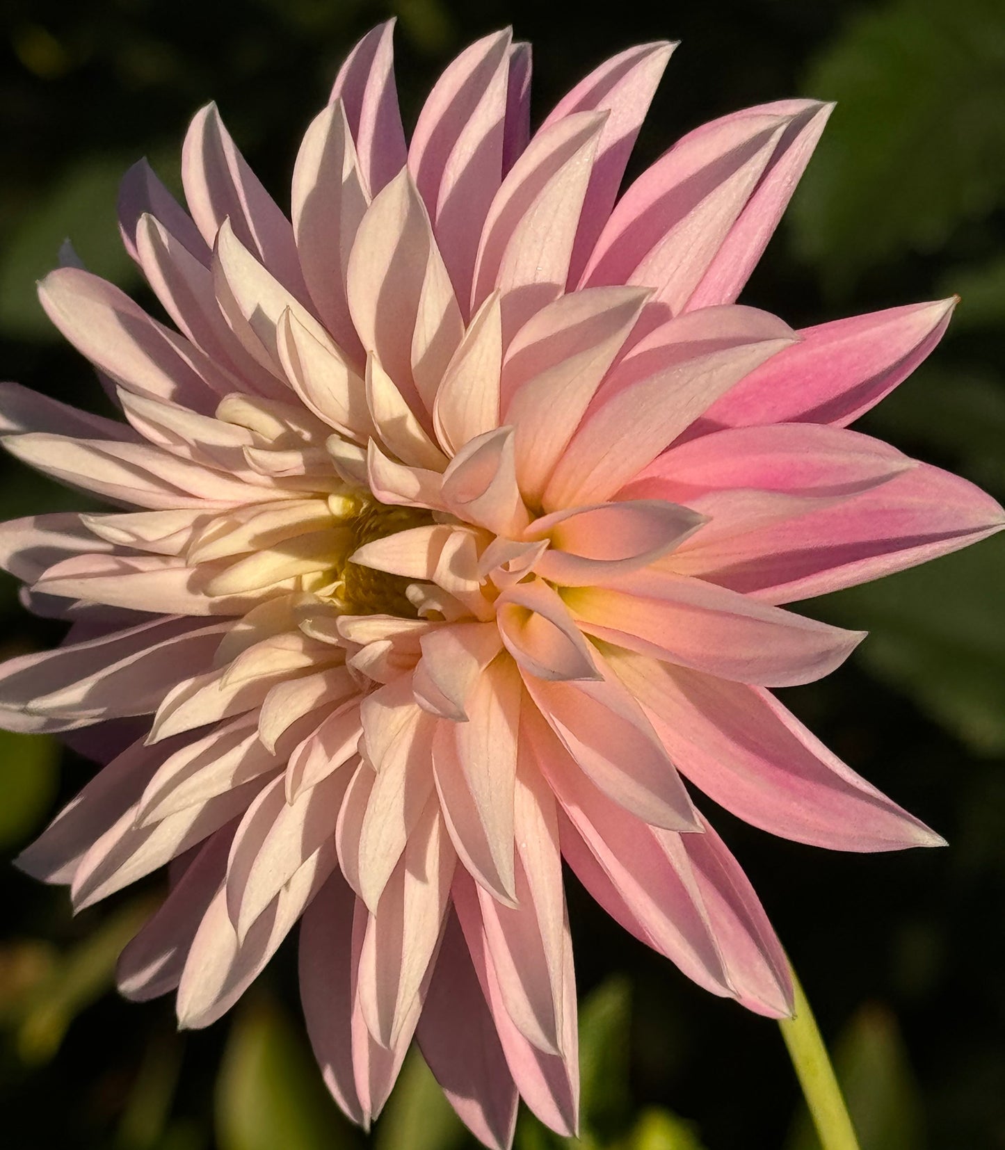 Alloway Candy Dahlia