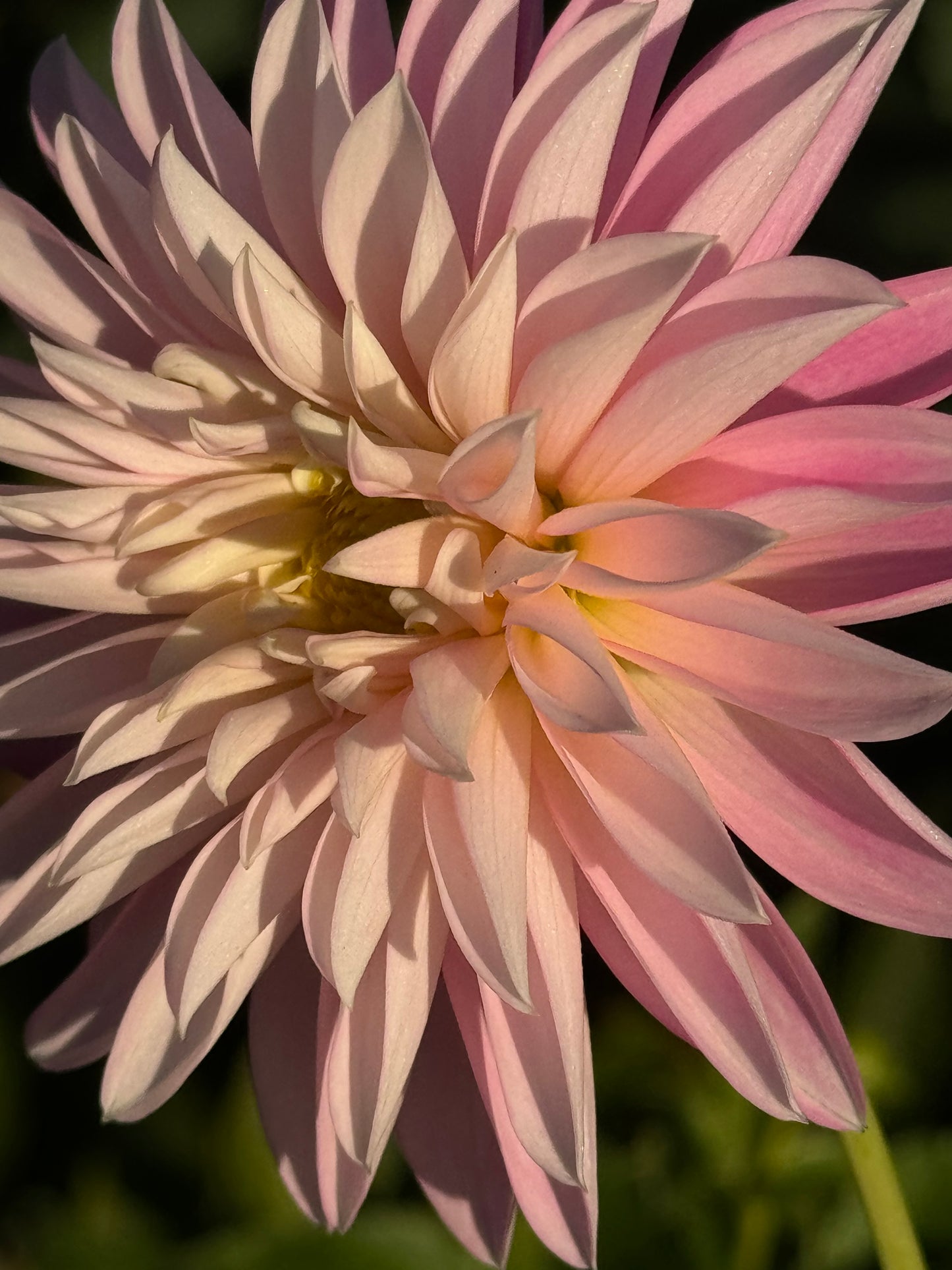 Alloway Candy Dahlia