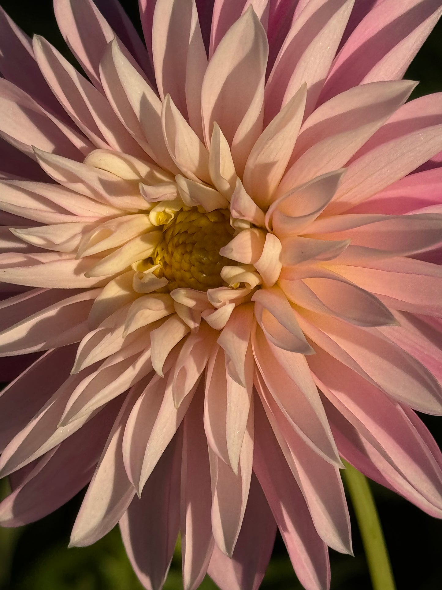 Alloway Candy Dahlia