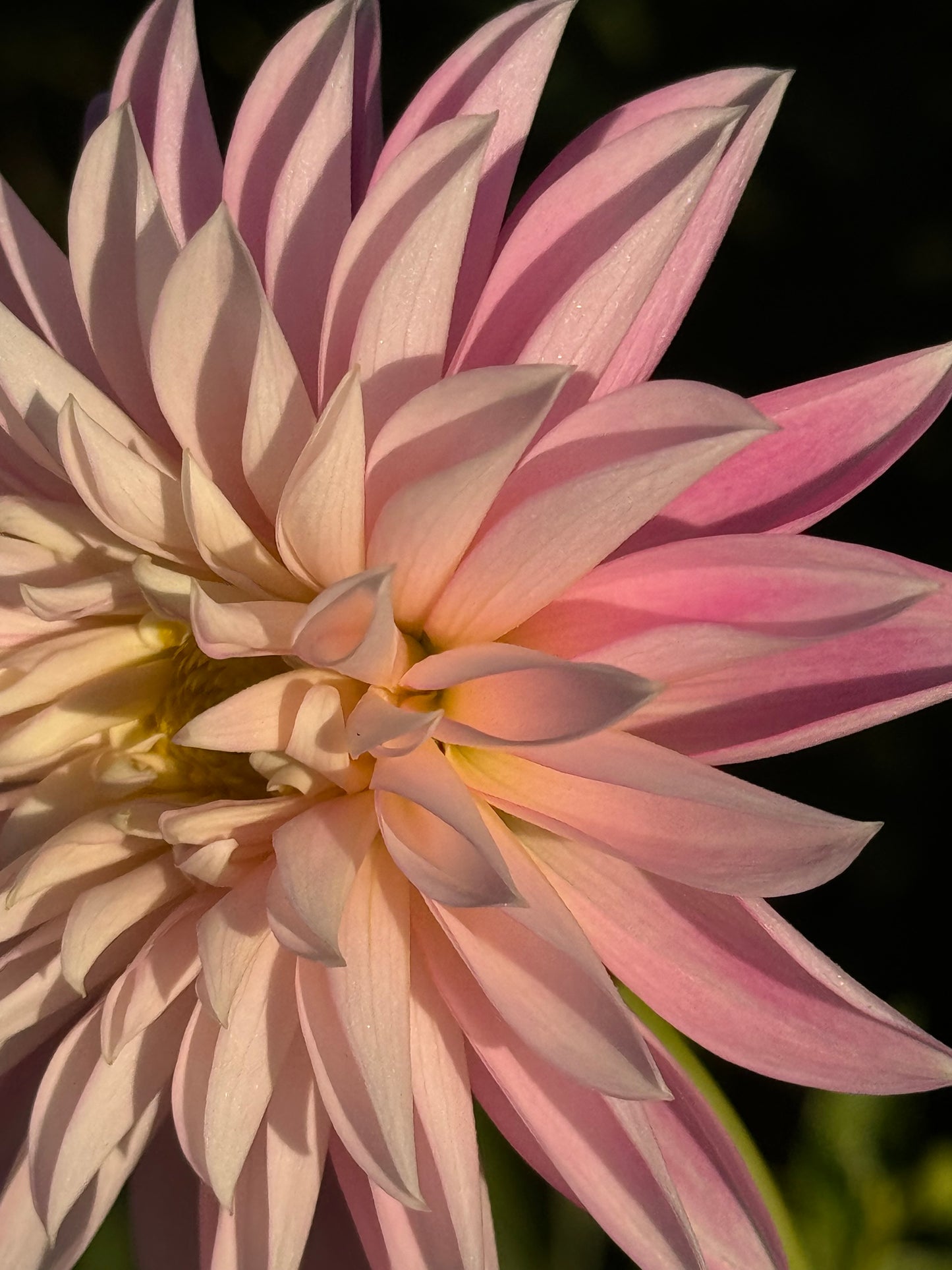 Alloway Candy Dahlia