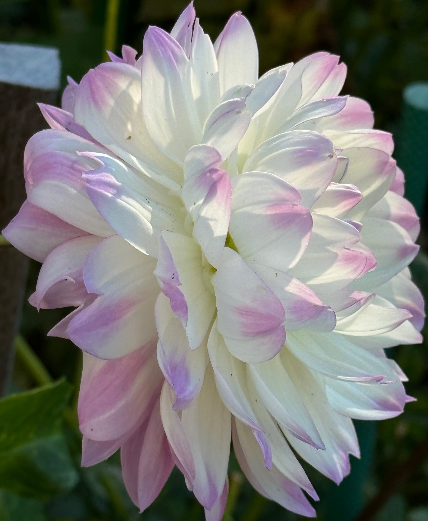 Lisa Lisa Dahlia