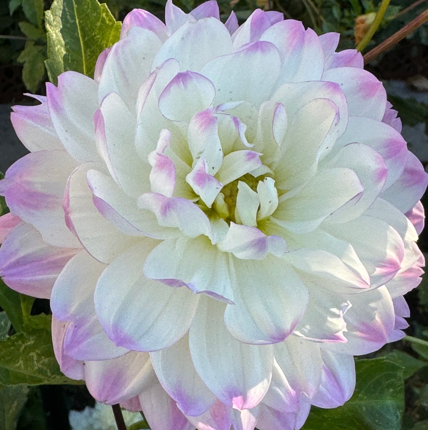 Lisa Lisa Dahlia