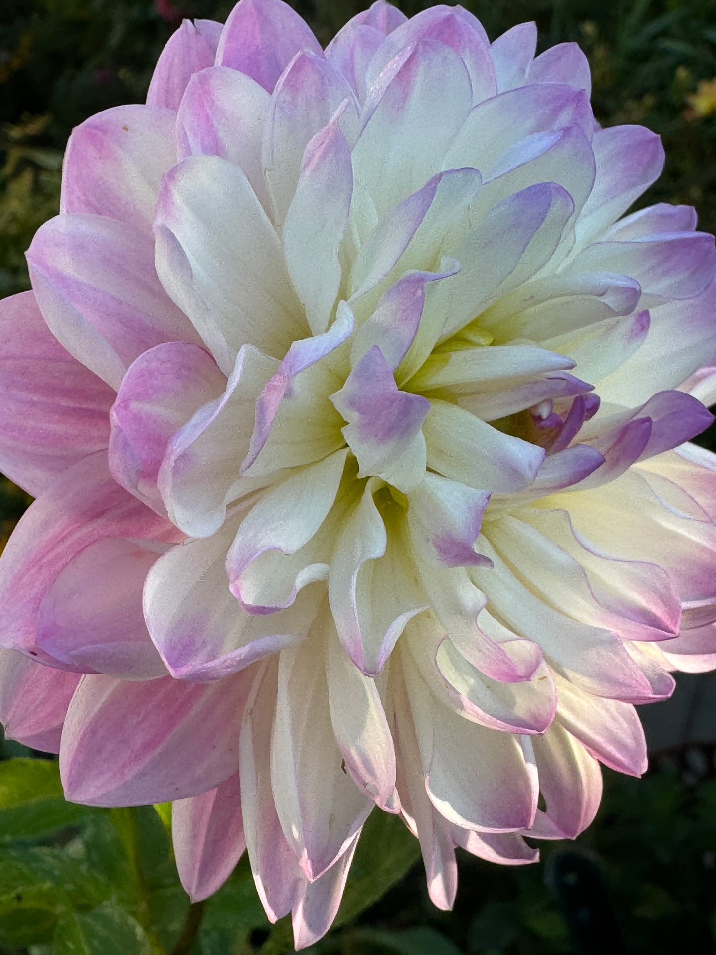 Lisa Lisa Dahlia