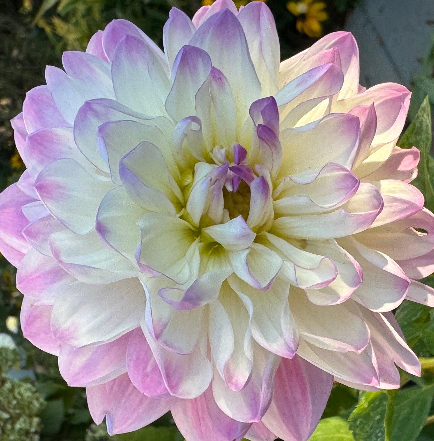 Lisa Lisa Dahlia