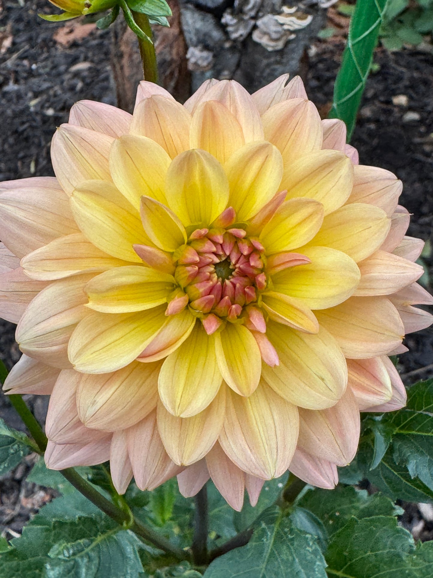 Summer’s End Dahlia