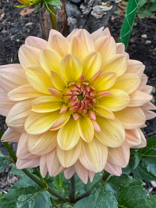 Summer’s End Dahlia