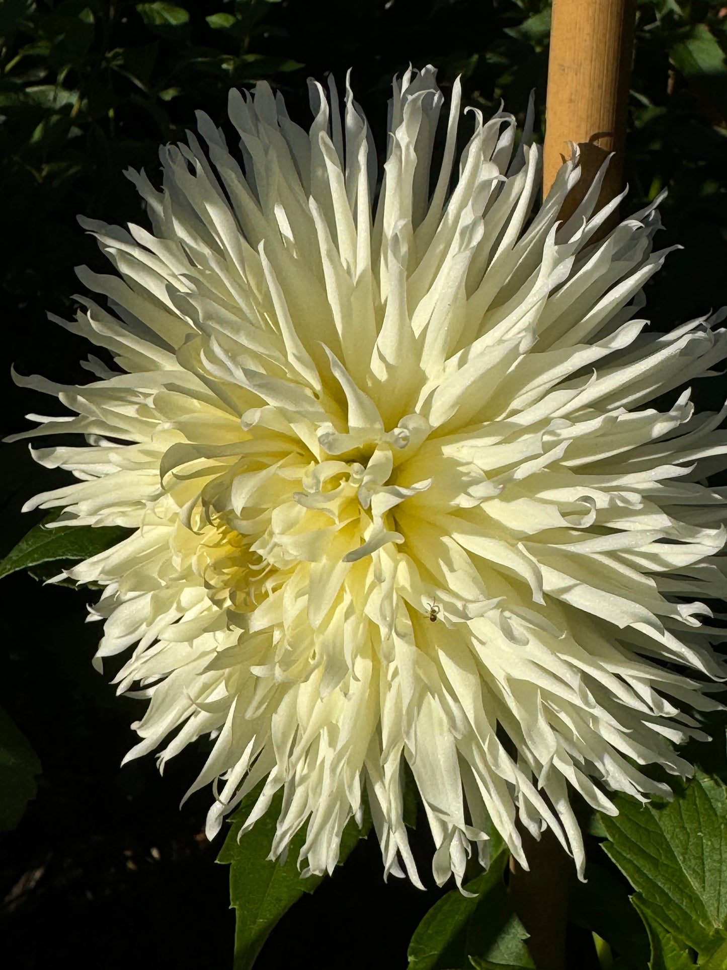 Kenora Spirit Dahlia