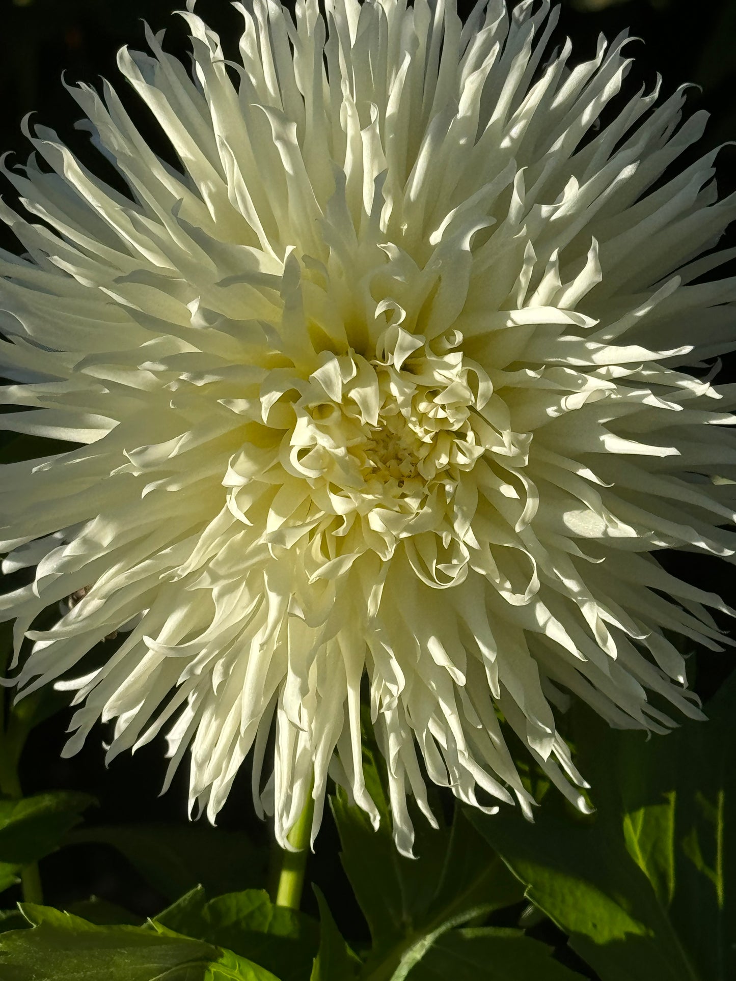 Kenora Spirit Dahlia