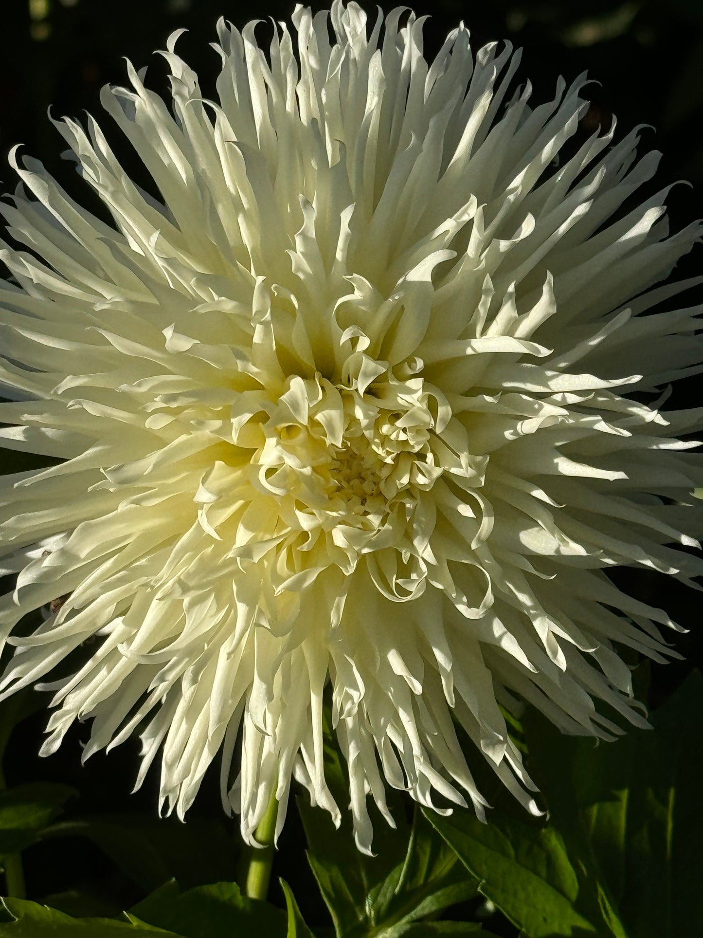 Kenora Spirit Dahlia