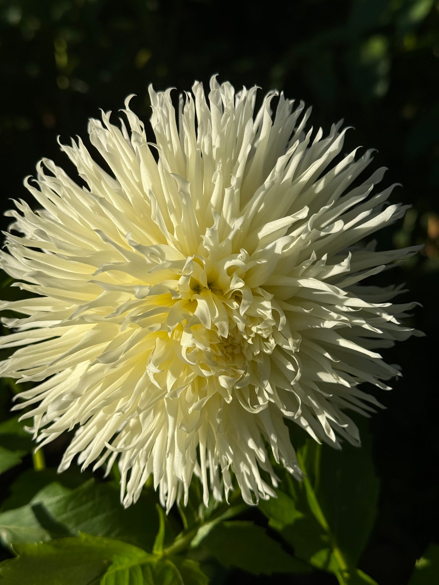 Kenora Spirit Dahlia