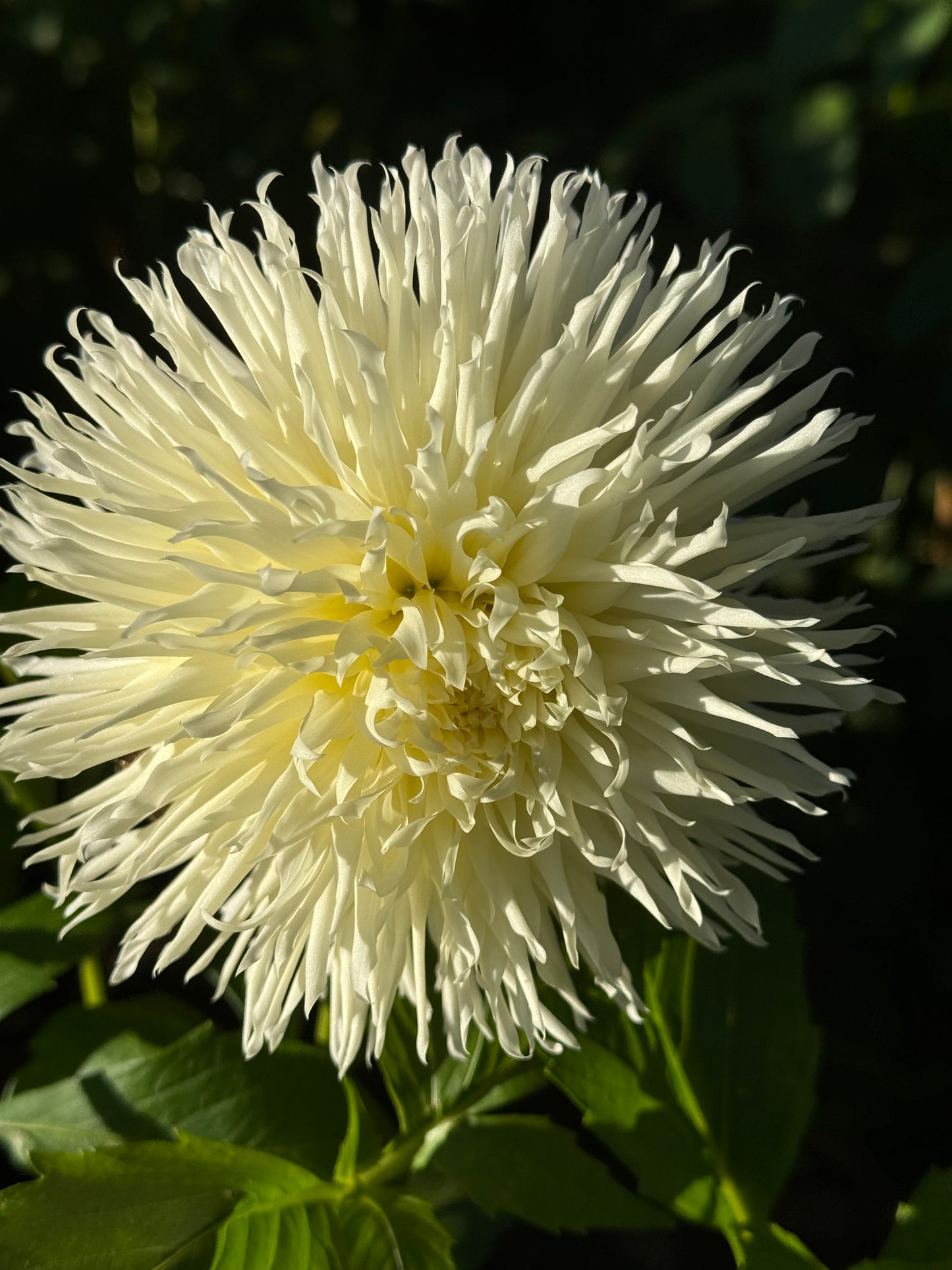 Kenora Spirit Dahlia