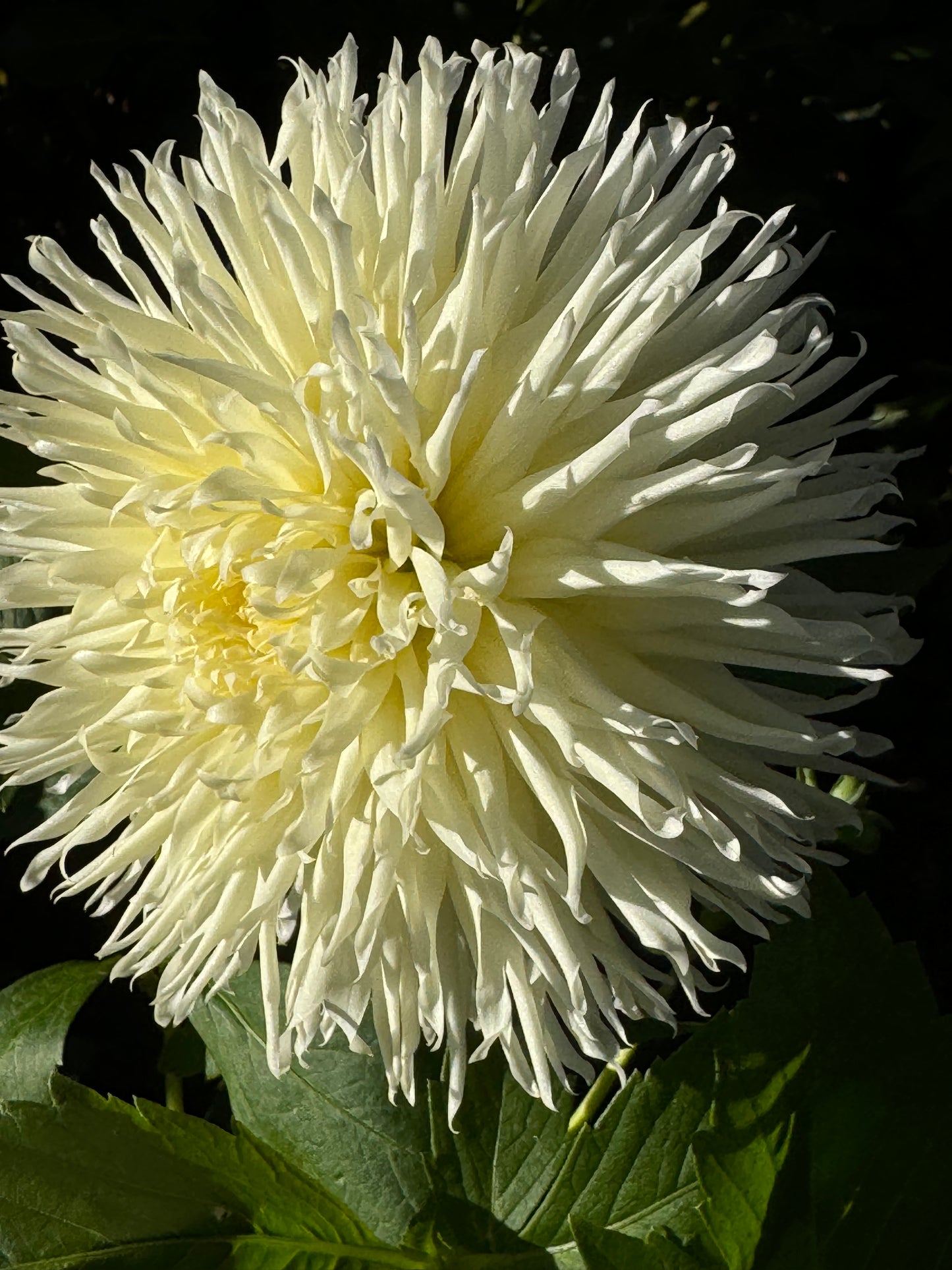 Kenora Spirit Dahlia