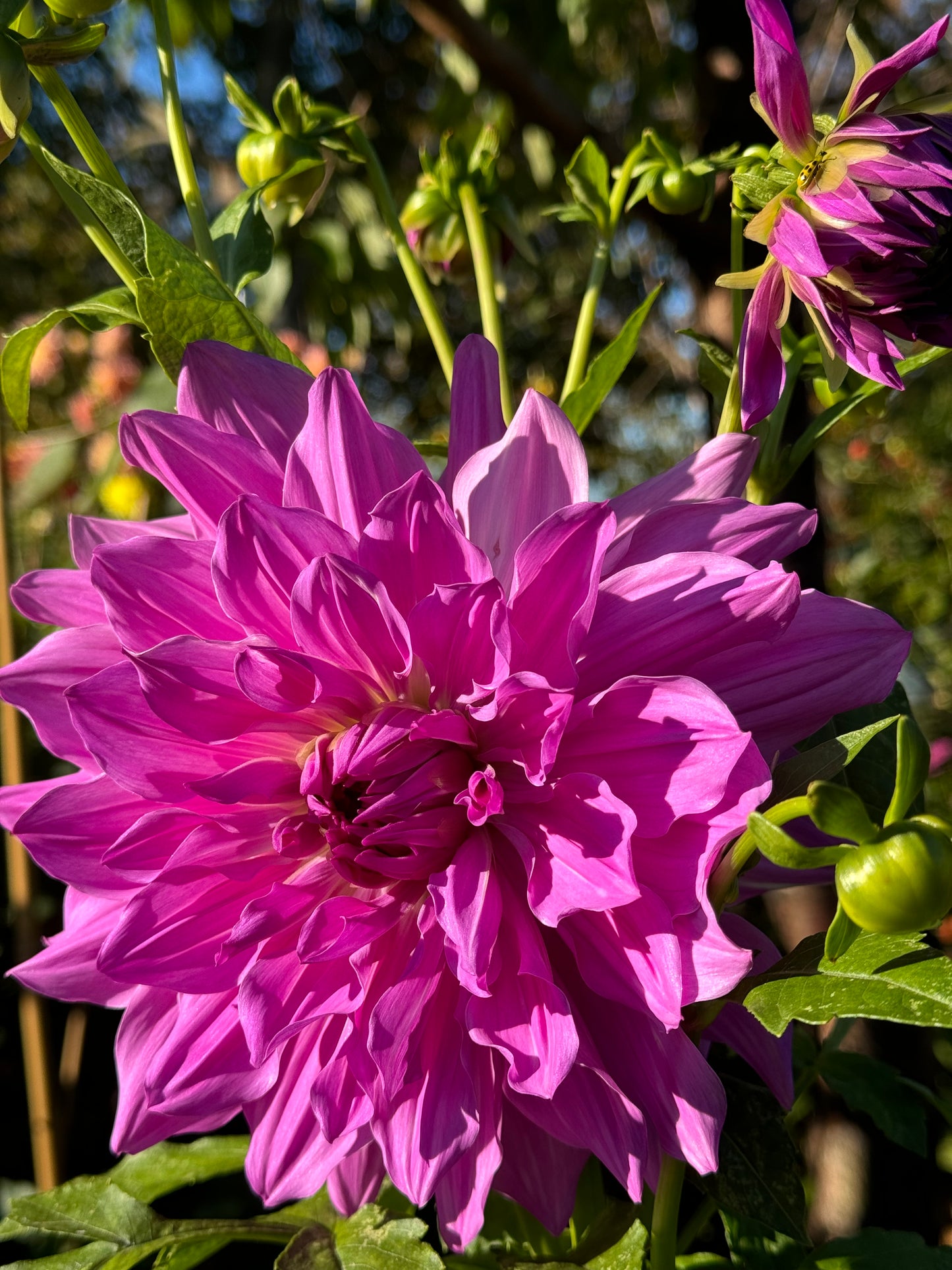 Lavender Ruffles Dahlia