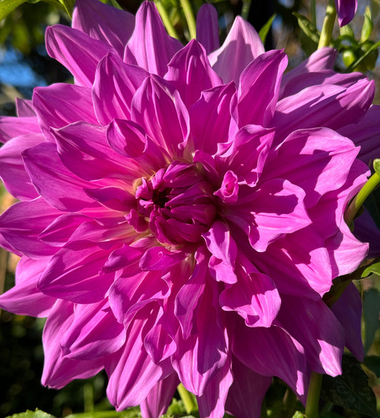 Lavender Ruffles Dahlia