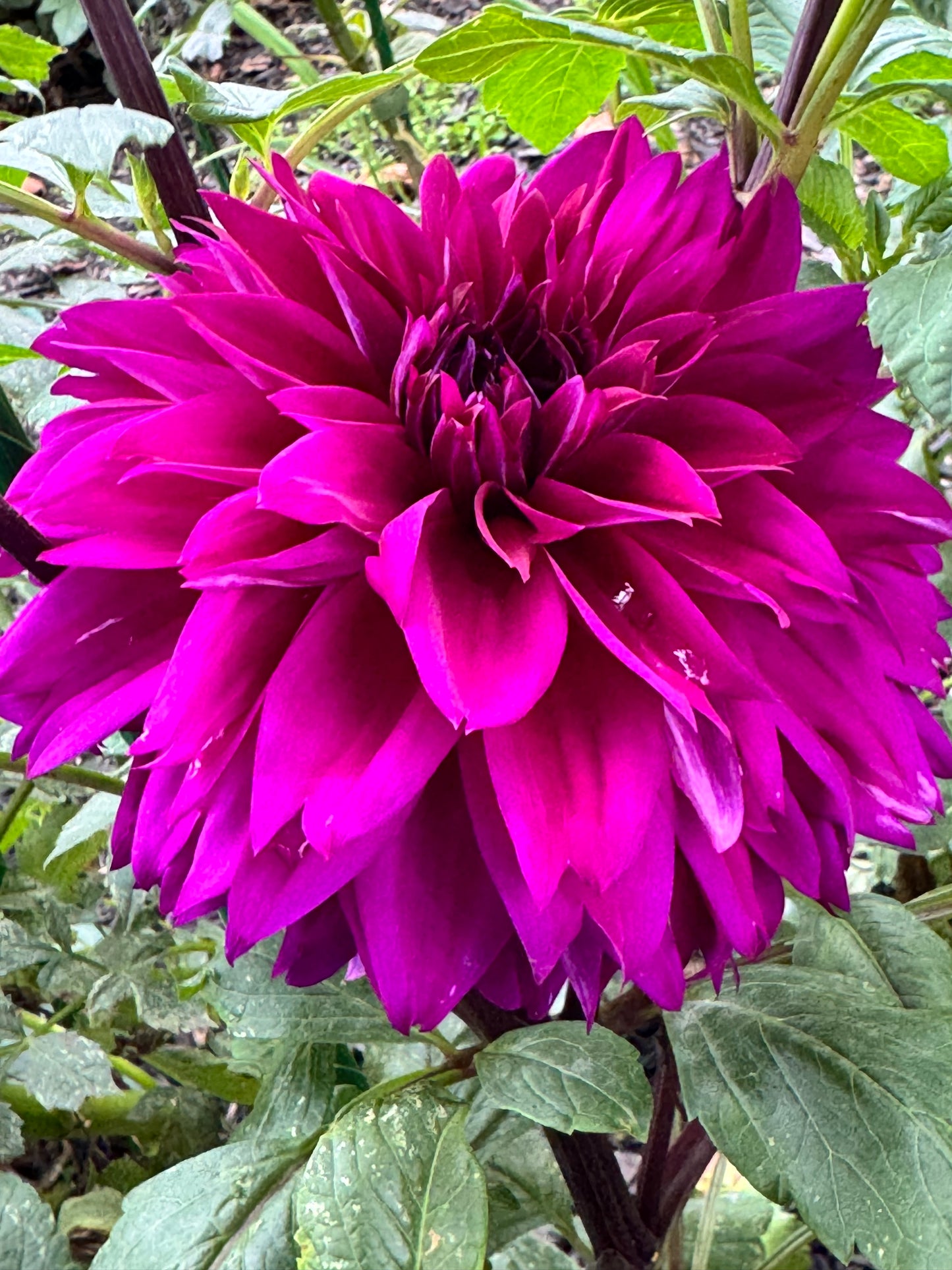 Blue Bird Dahlia