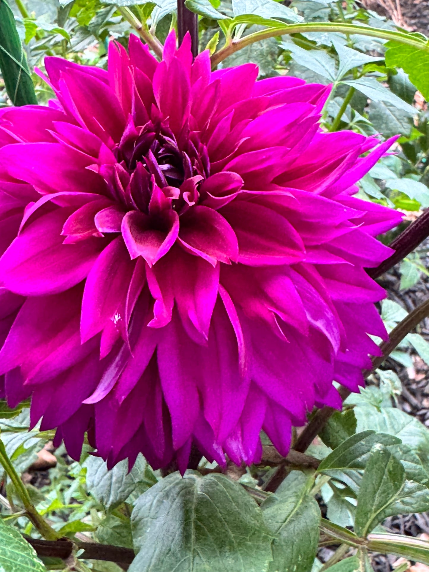 Blue Bird Dahlia