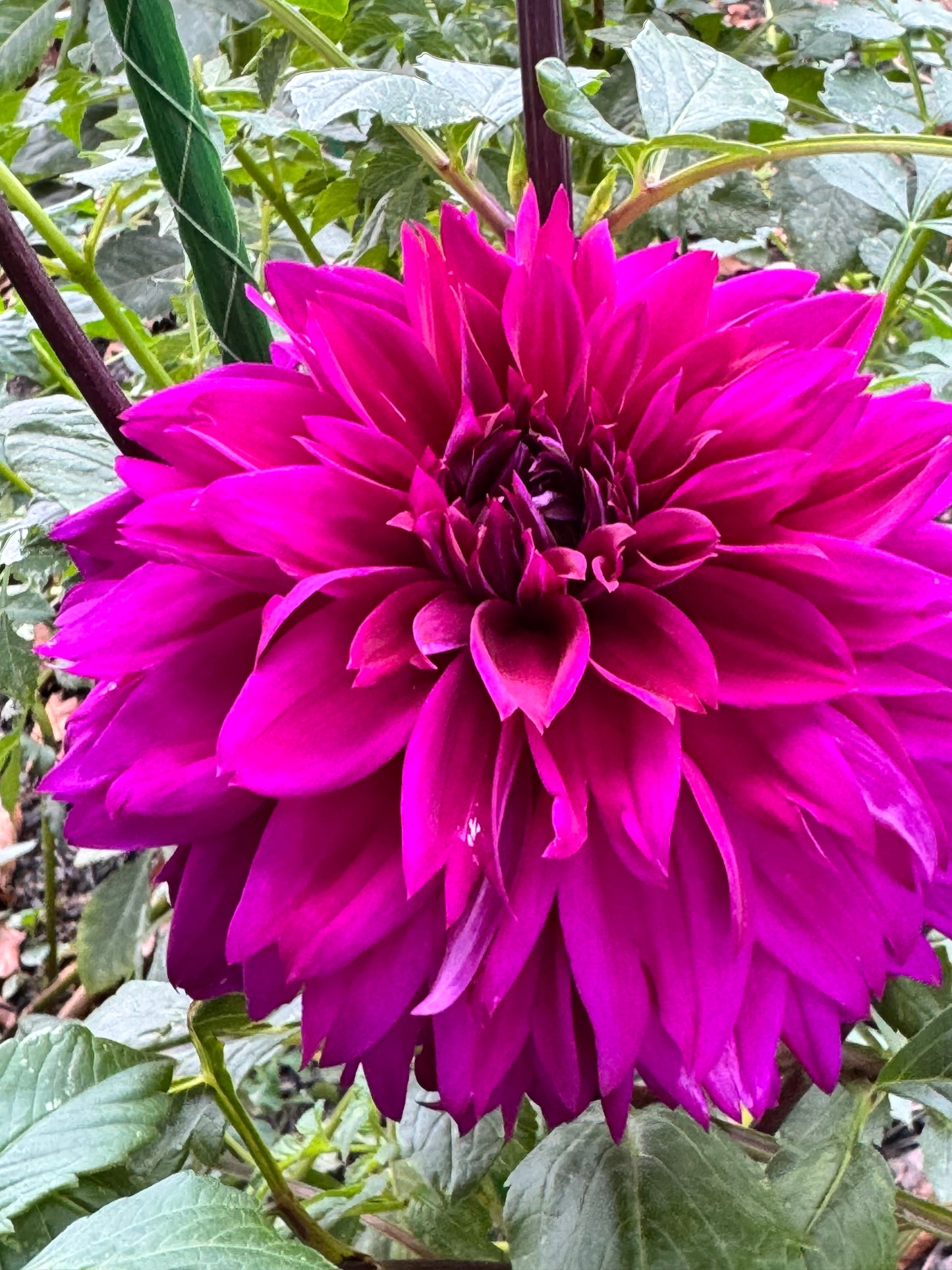Blue Bird Dahlia