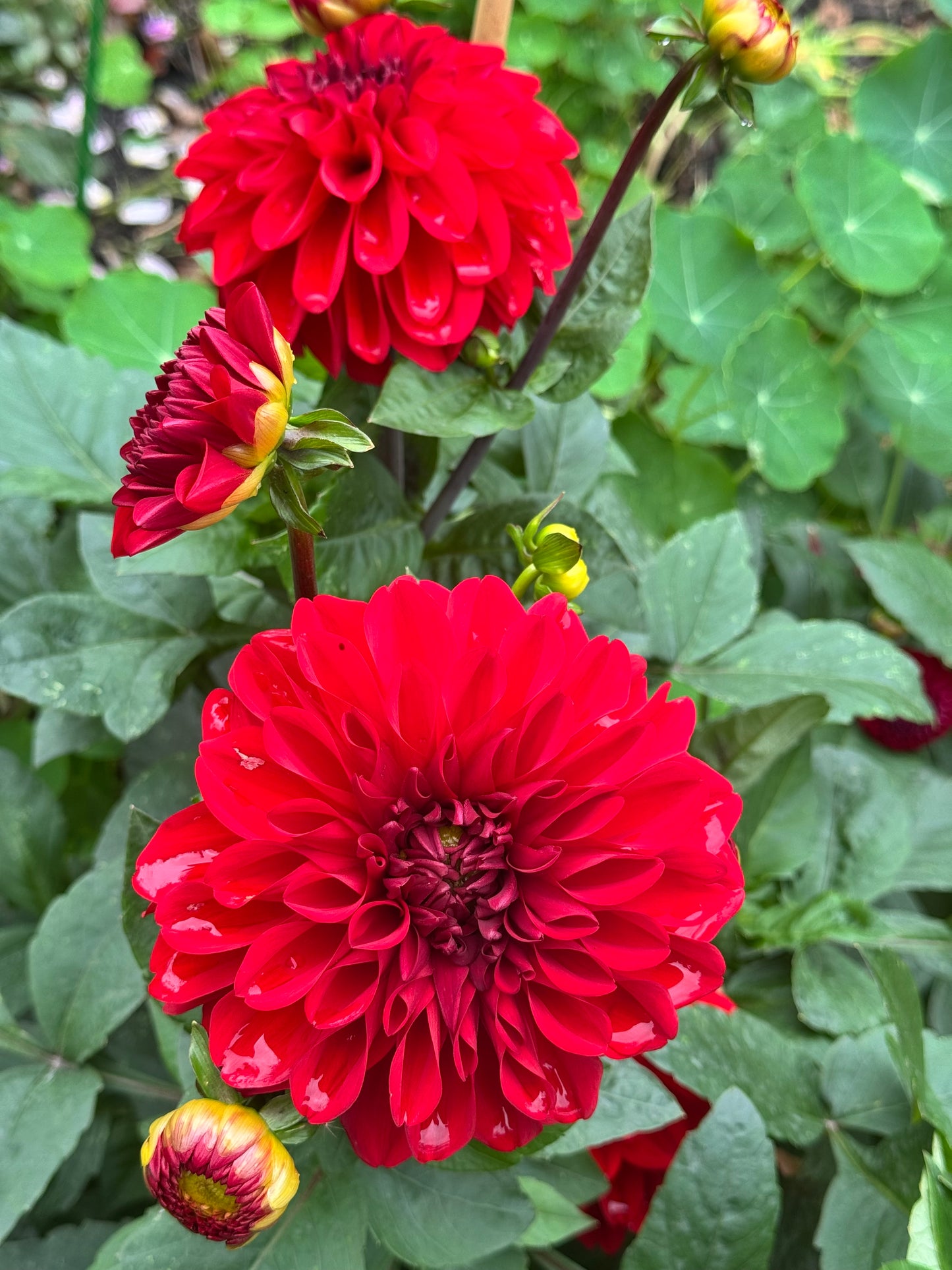 Michael M Dahlia