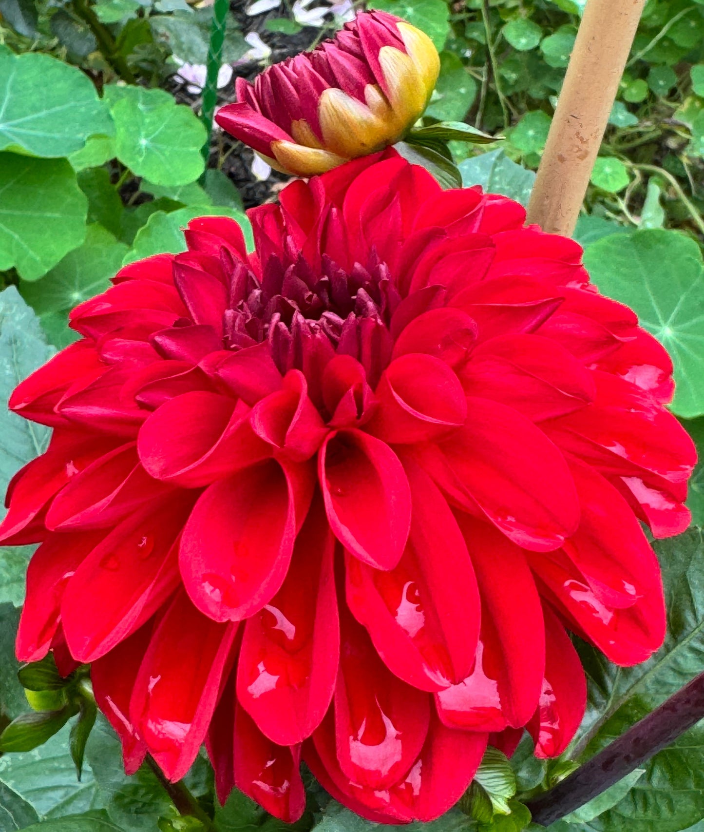 Michael M Dahlia