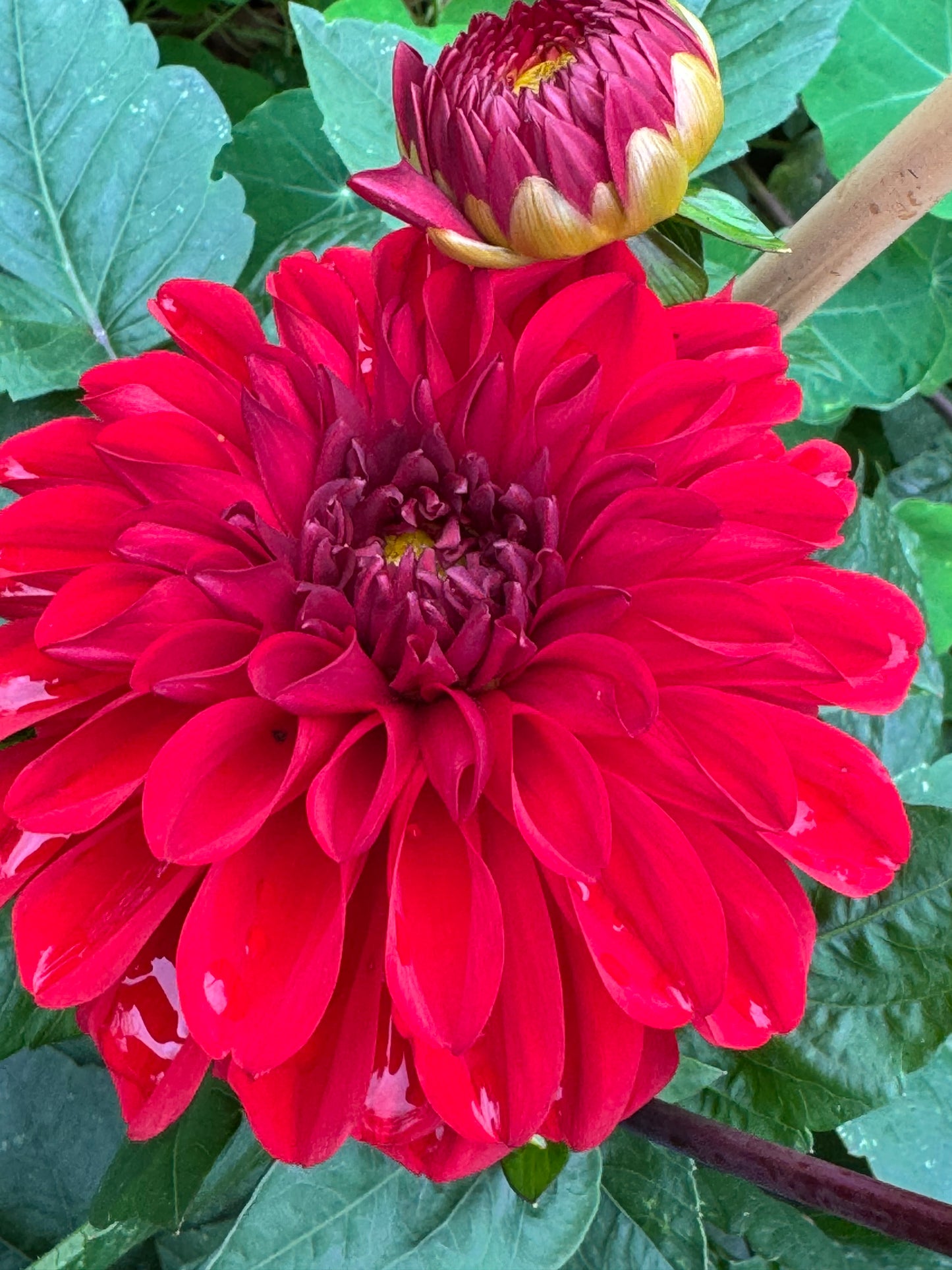 Michael M Dahlia