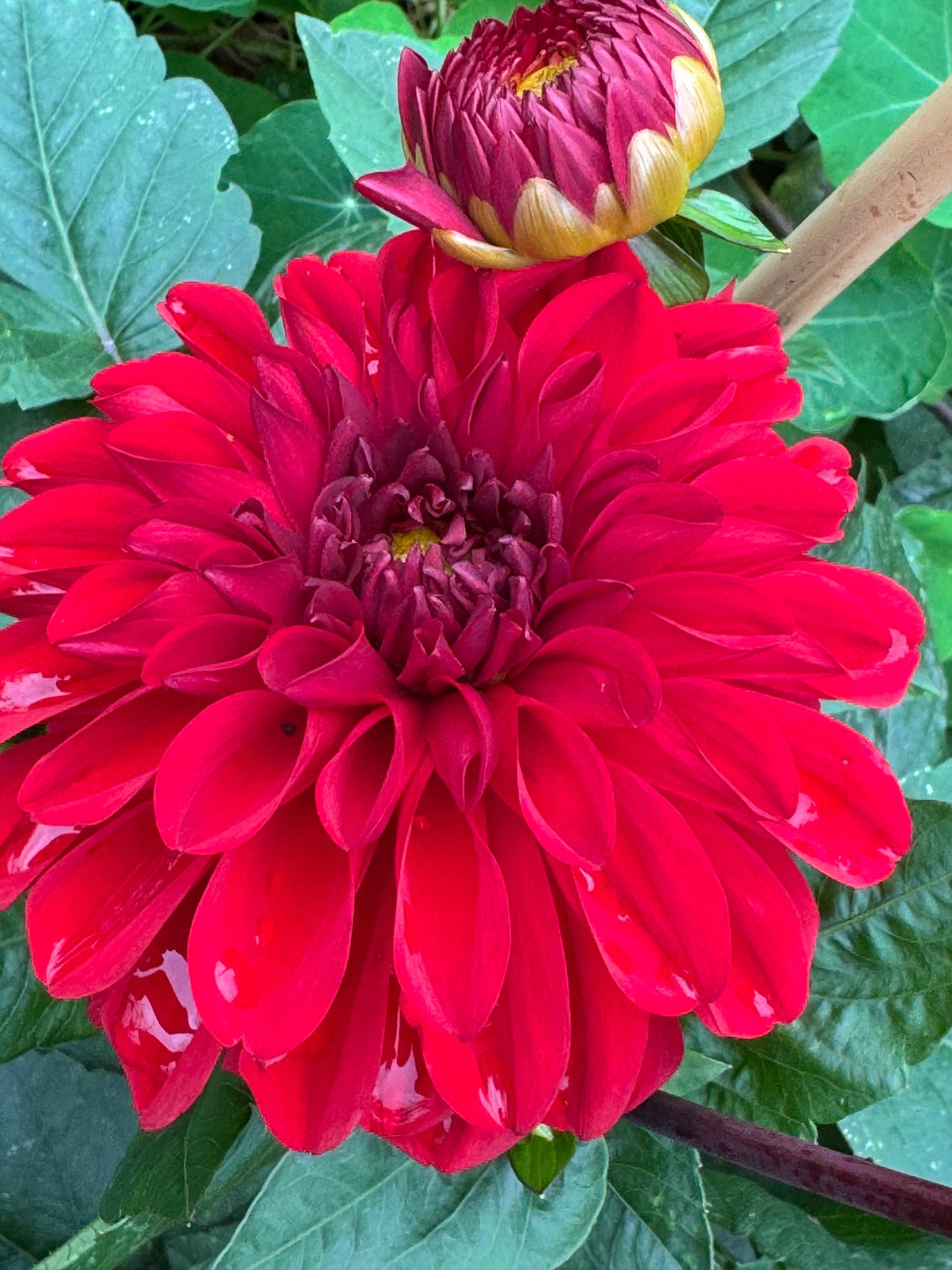 Michael M Dahlia