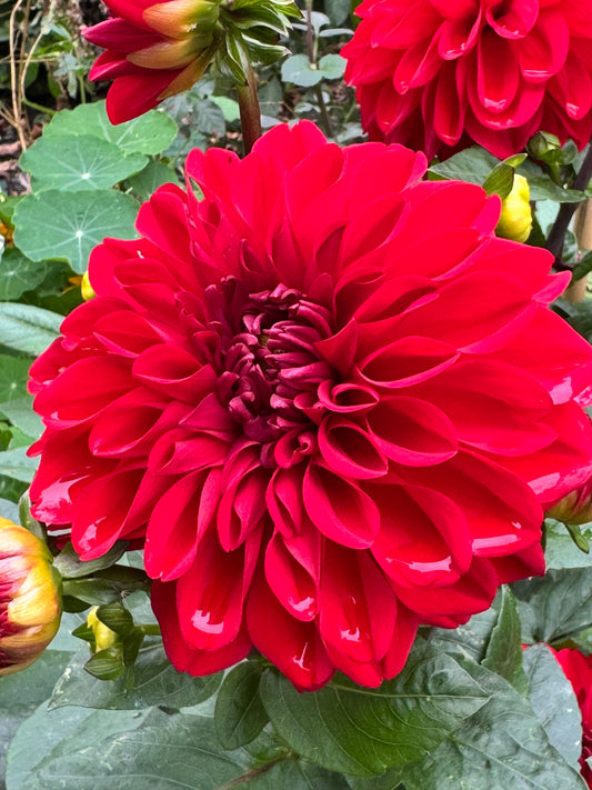 Michael M Dahlia