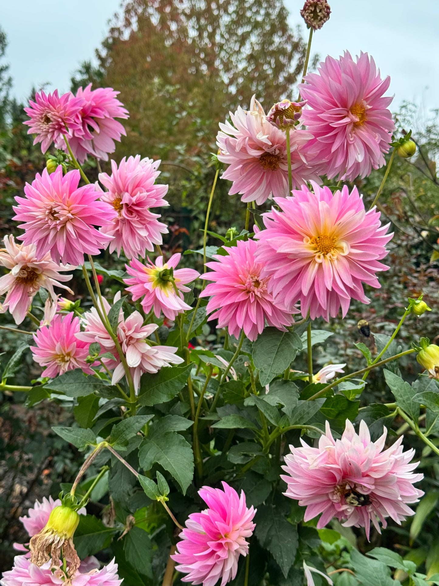 Alloway Candy Dahlia