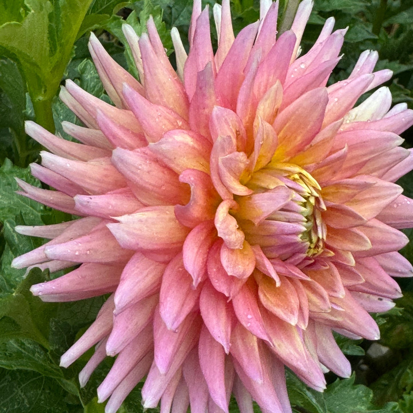 Bloomquist Dreamer Dahlia