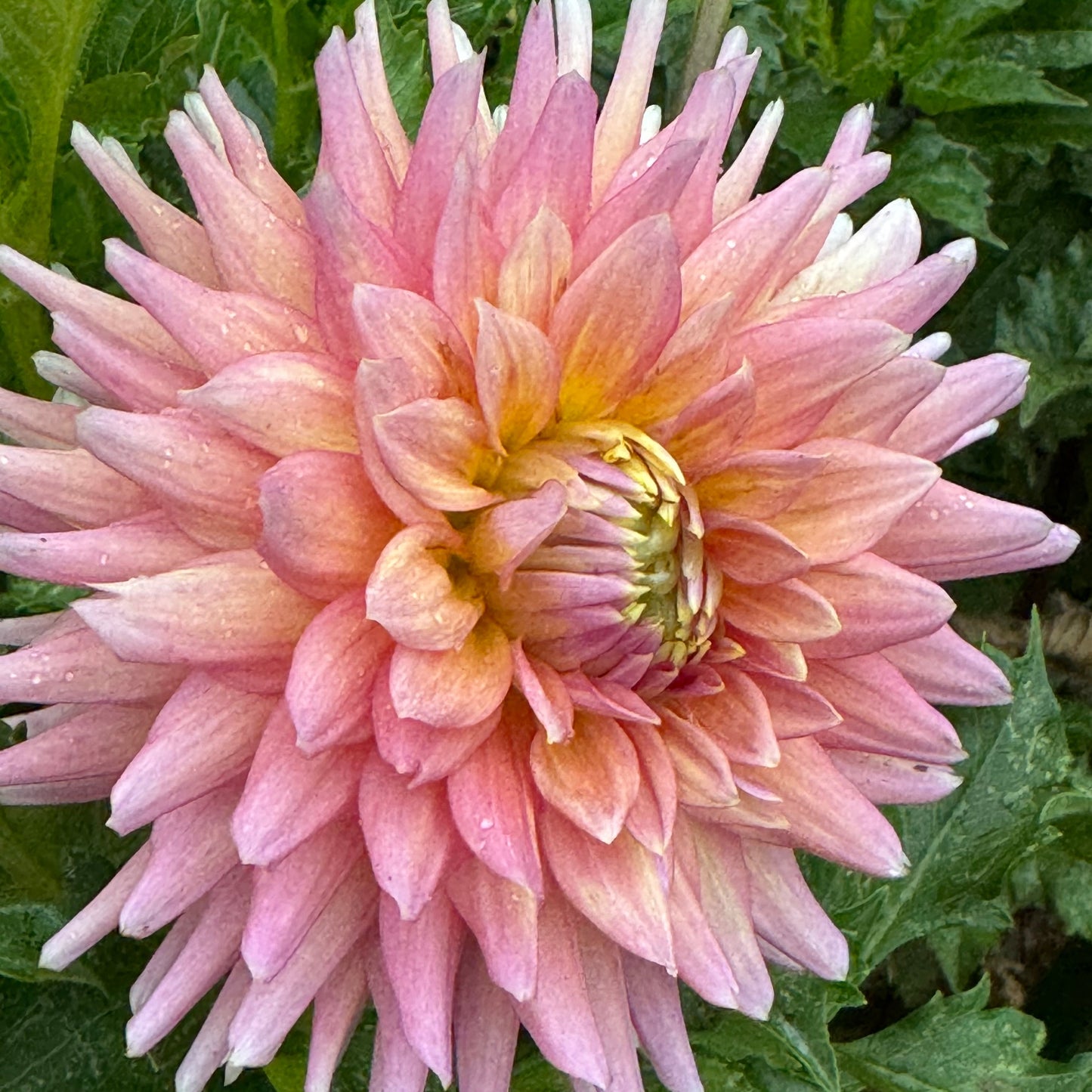 Bloomquist Dreamer Dahlia