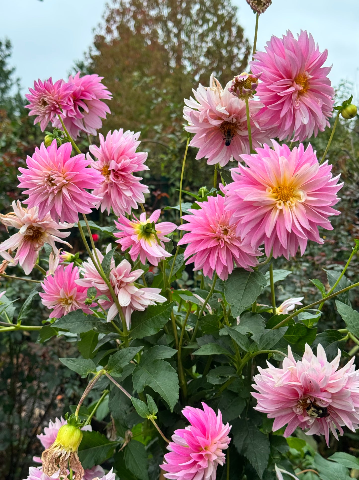 Alloway Candy Dahlia
