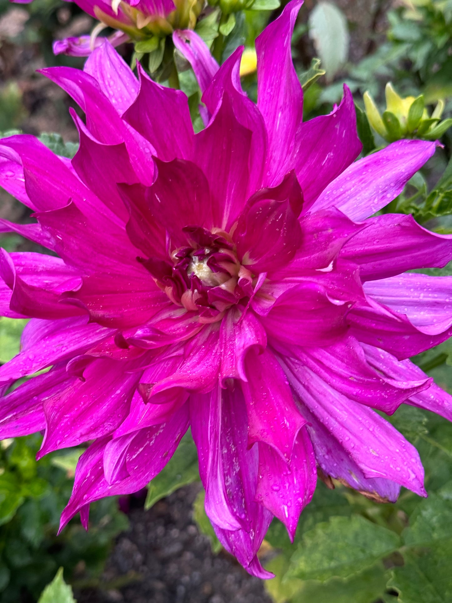 Purple Taiheijo Dahlia