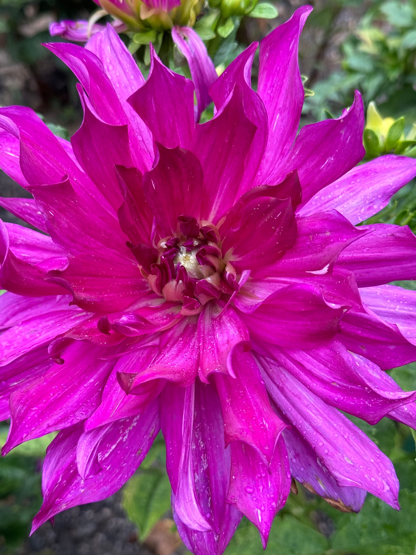 Purple Taiheijo Dahlia