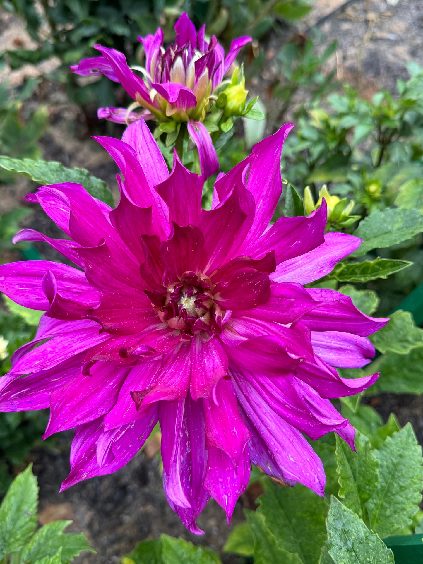 Purple Taiheijo Dahlia