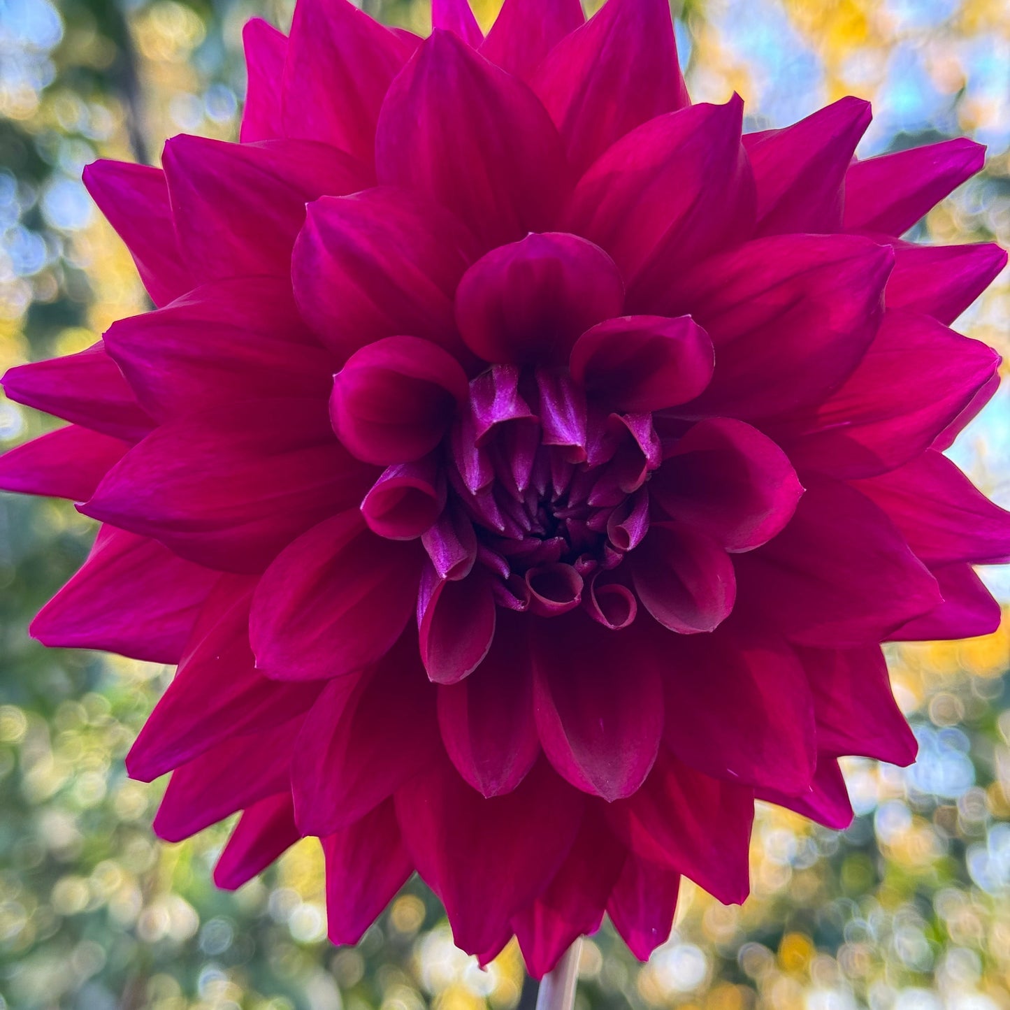 Lilac  Bull Dahlia