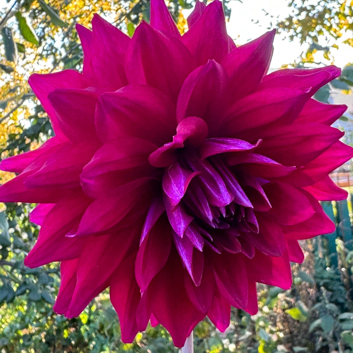 Lilac  Bull Dahlia