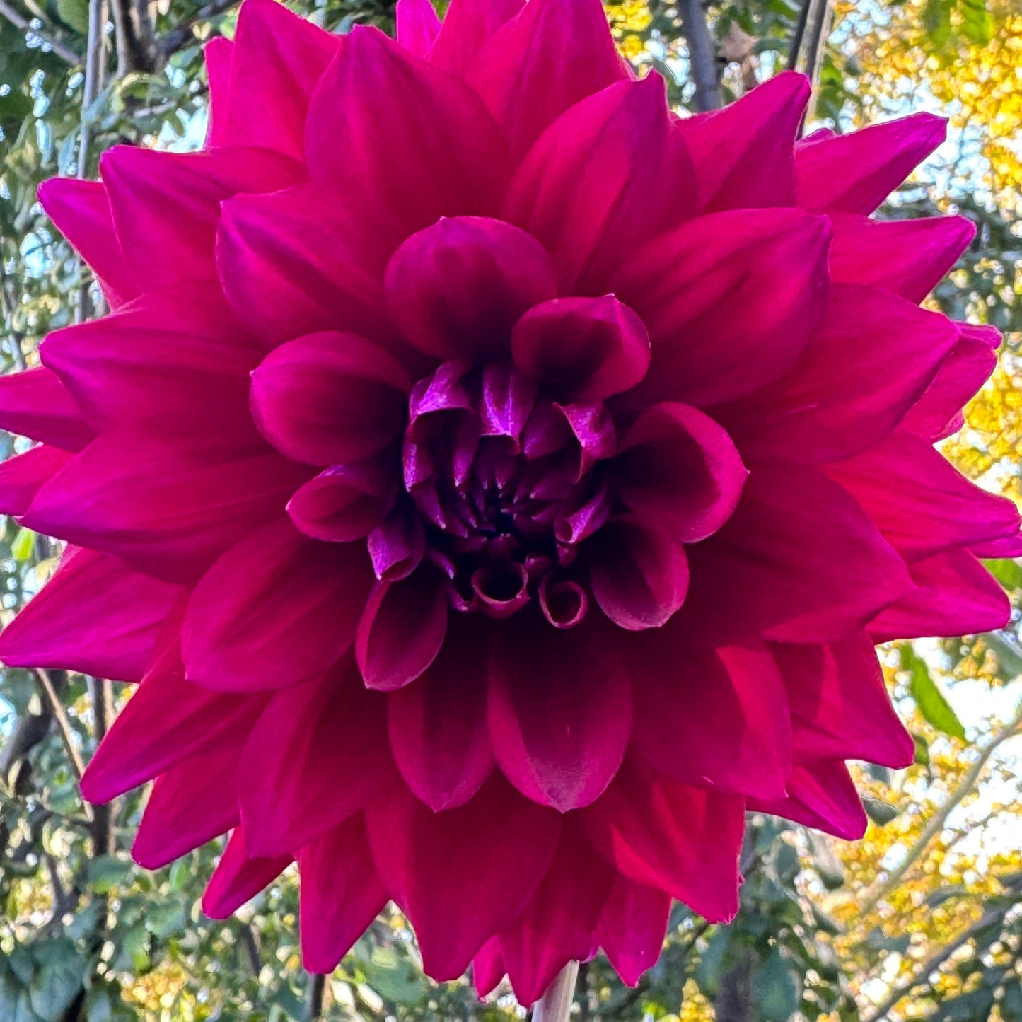 Lilac  Bull Dahlia