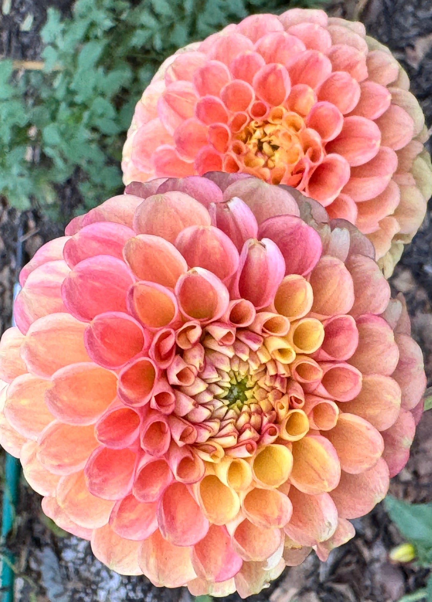 Sun Spot Dahlia