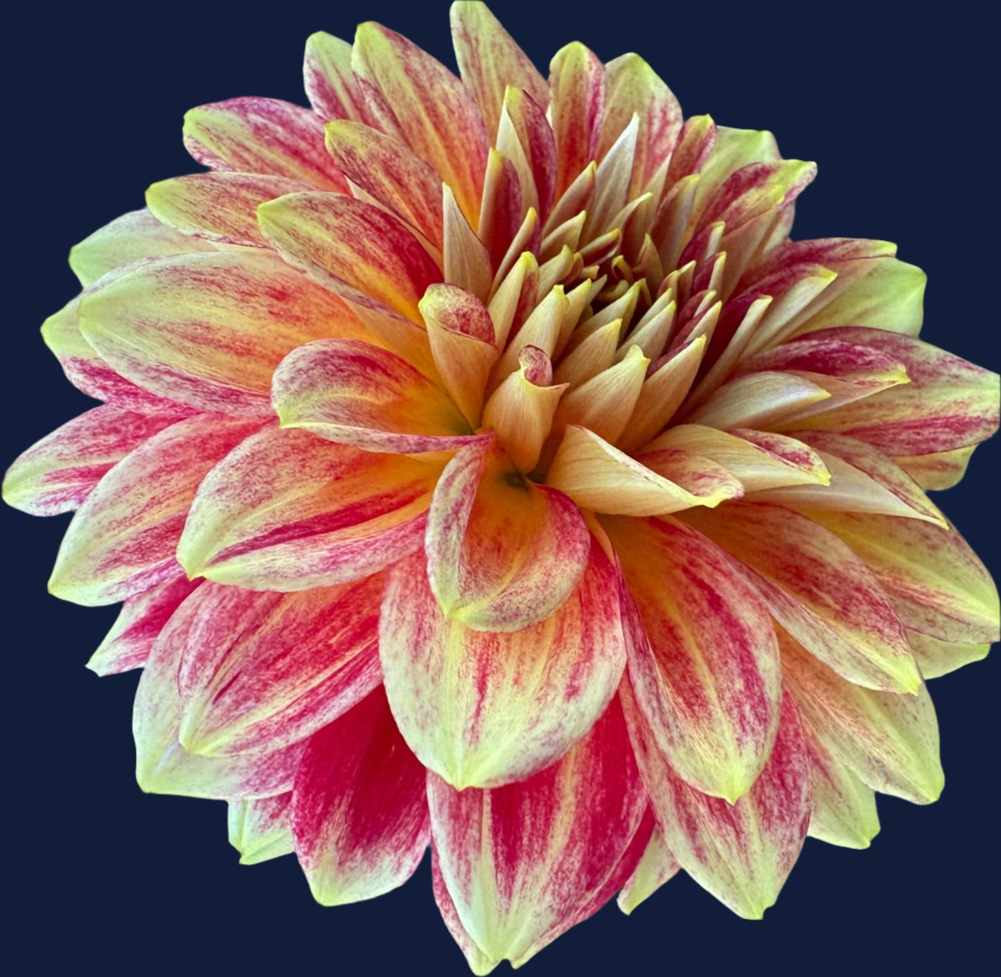 Verkist Aristocrat Dahlia