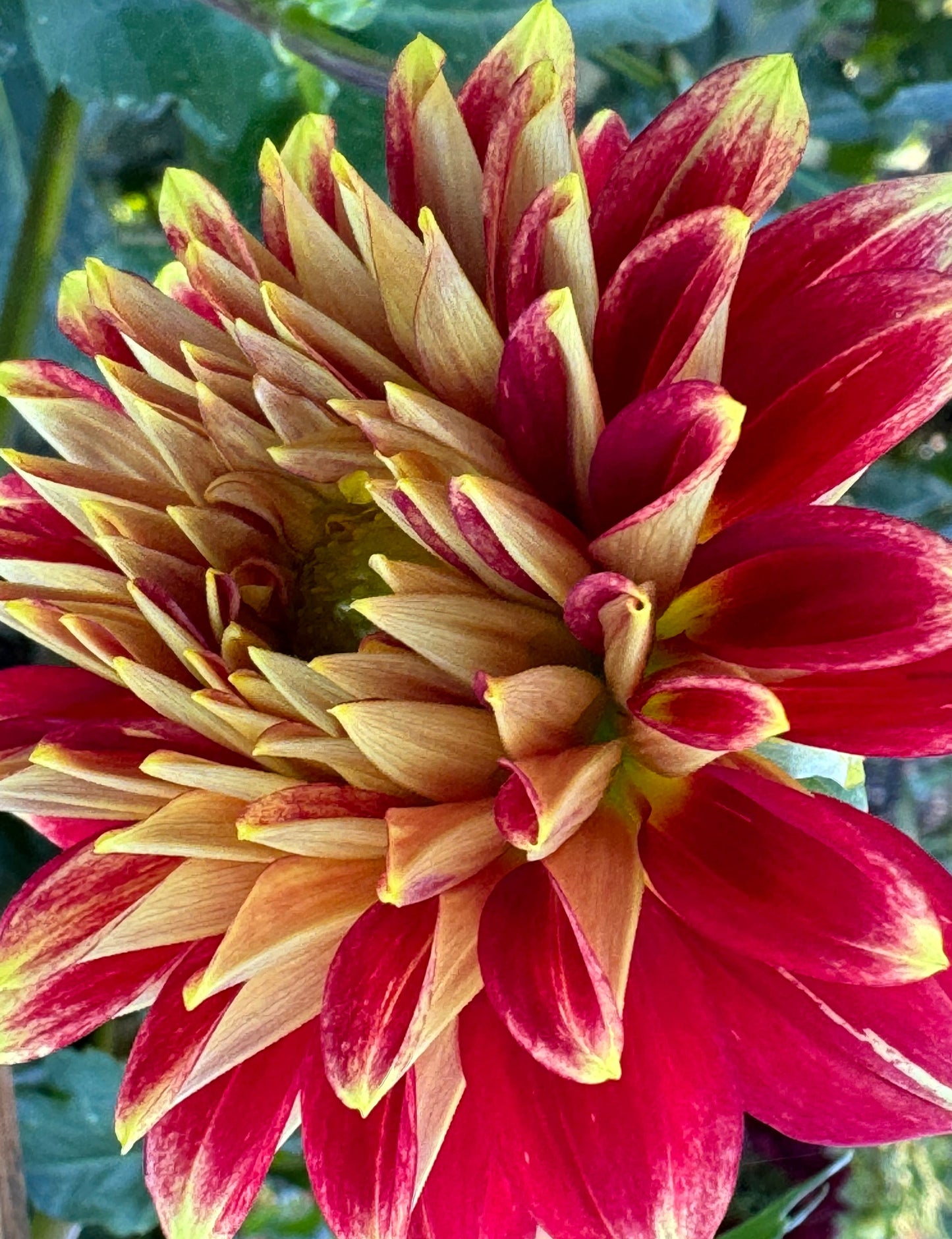 Verkist Aristocrat Dahlia