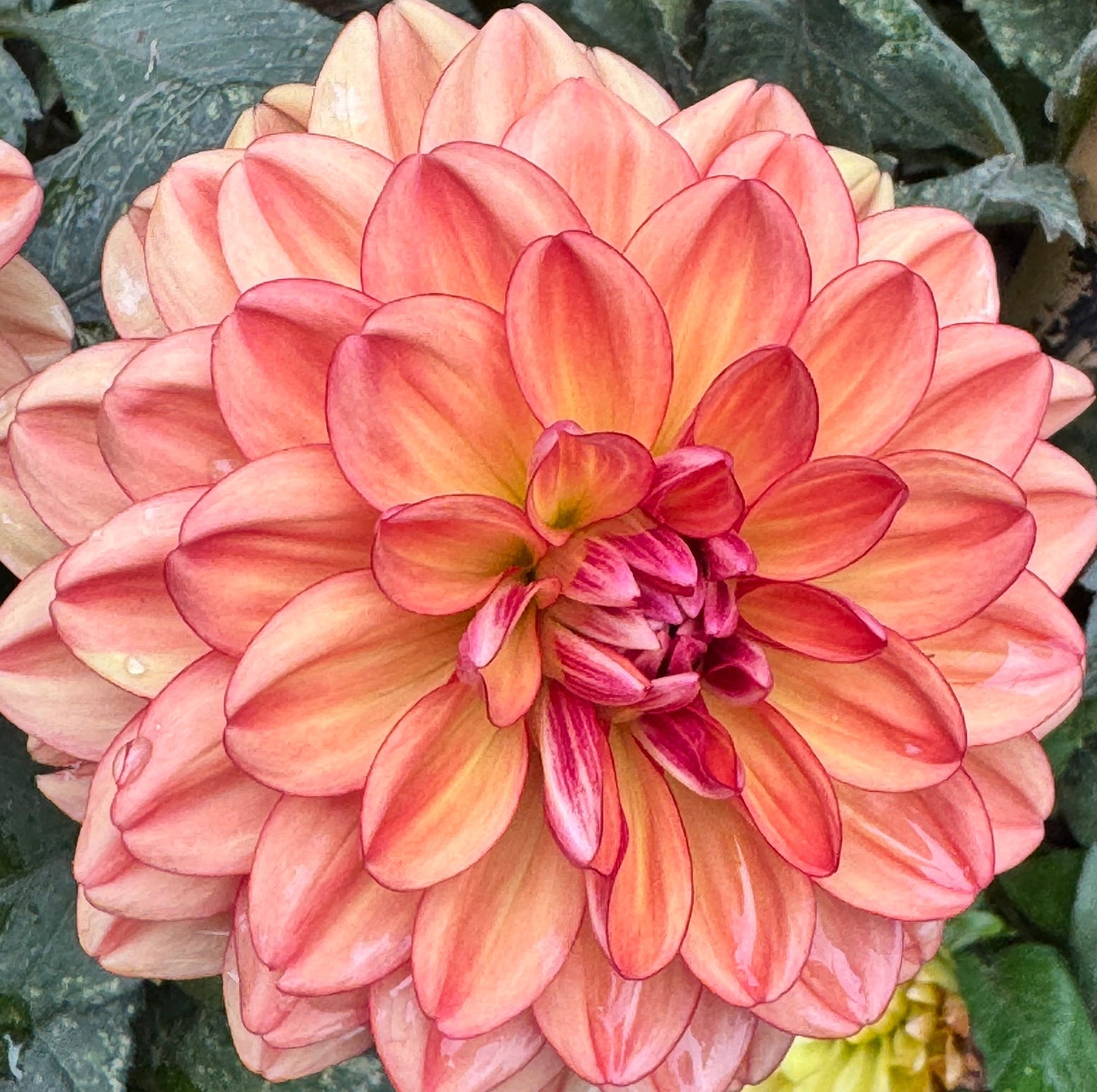 Nicholas Dahlia