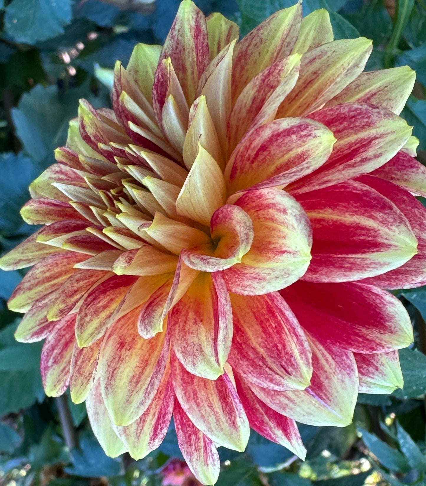 Verkist Aristocrat Dahlia