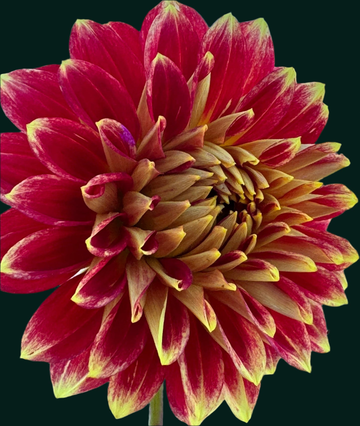 Verkist Aristocrat Dahlia