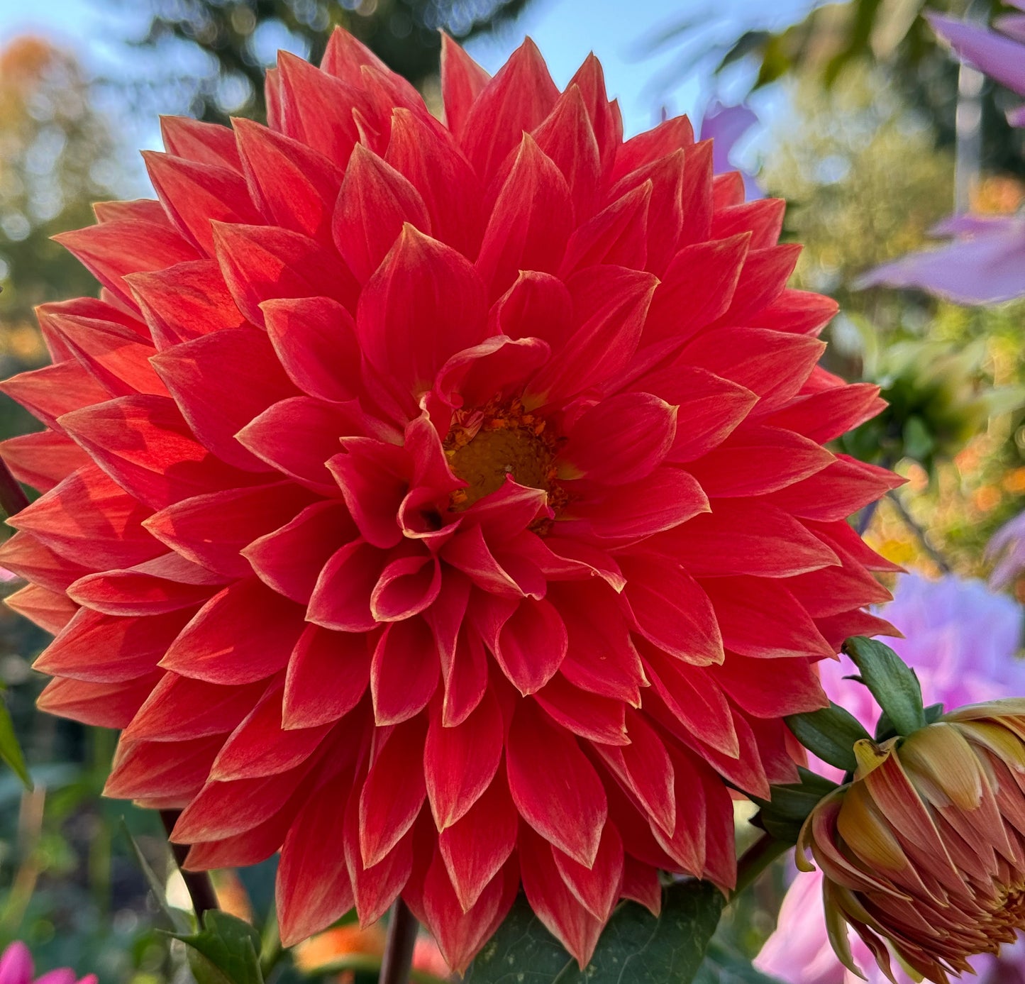 Parkland Glory Dahlia