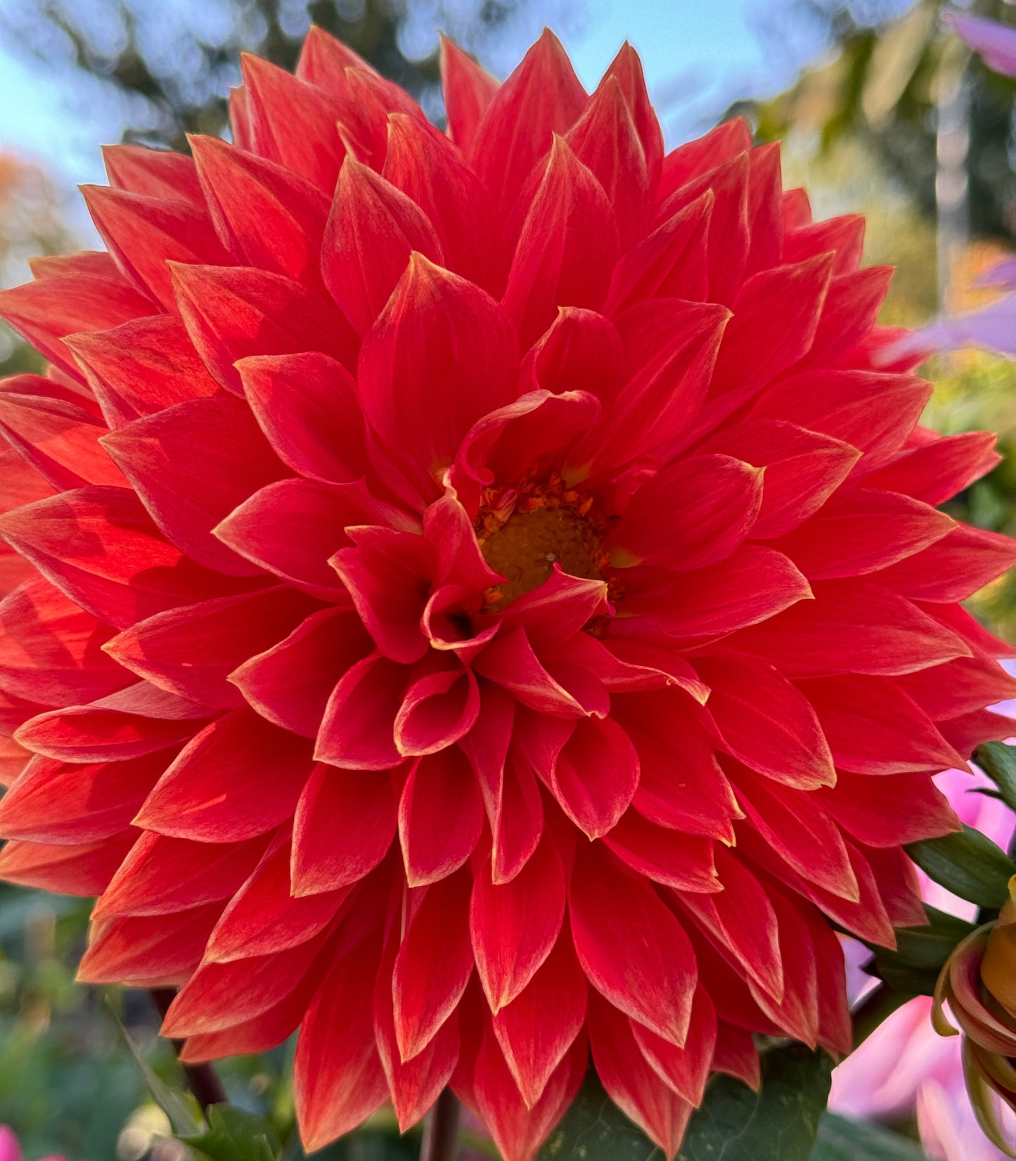 Parkland Glory Dahlia