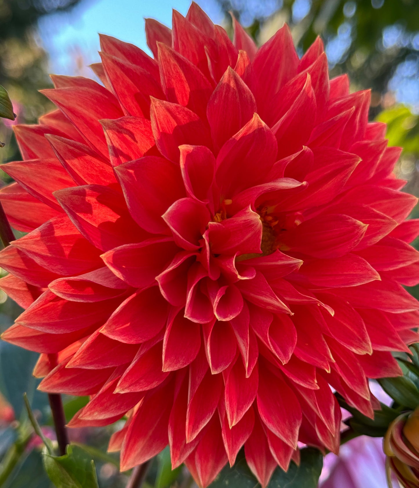 Parkland Glory Dahlia