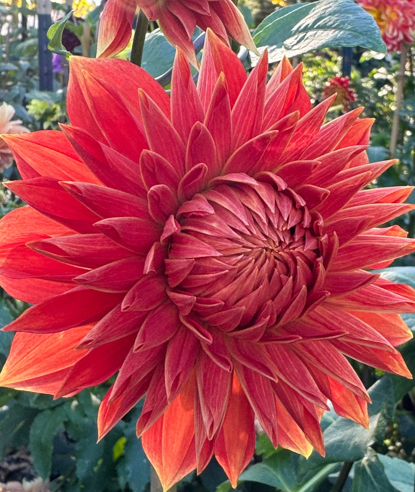 Parkland Glory Dahlia