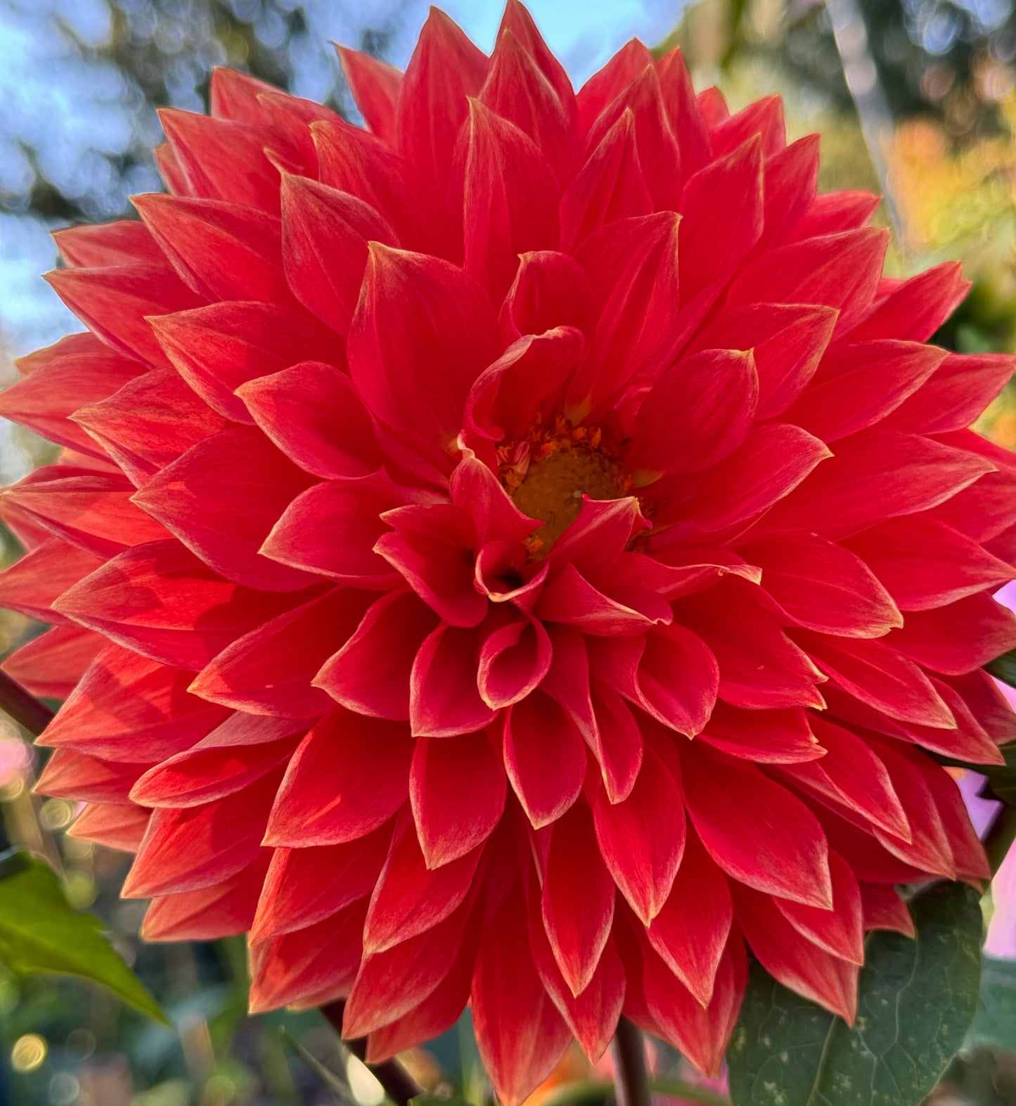 Parkland Glory Dahlia