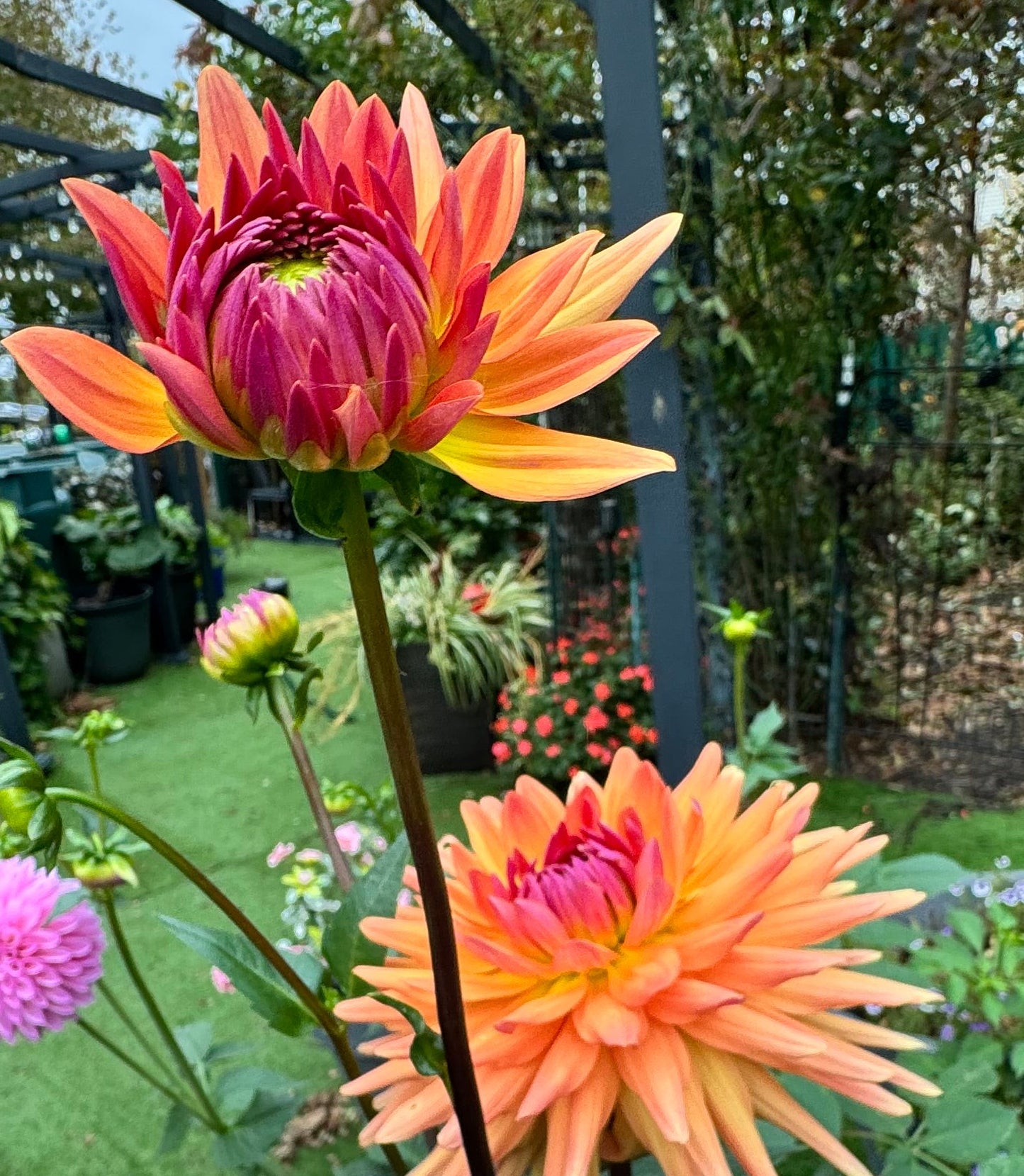 Marissa Dahlia